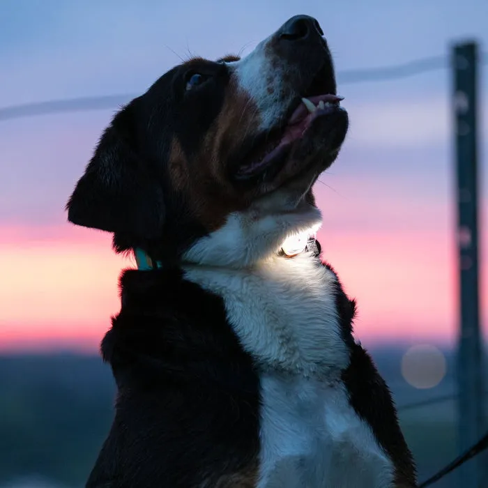 Max & Molly Matrix Ultra LED Harness/Collar Safety Light
