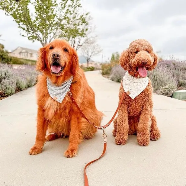 Standard Leash Splitter/Coupler